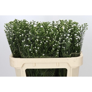Aster Paquita