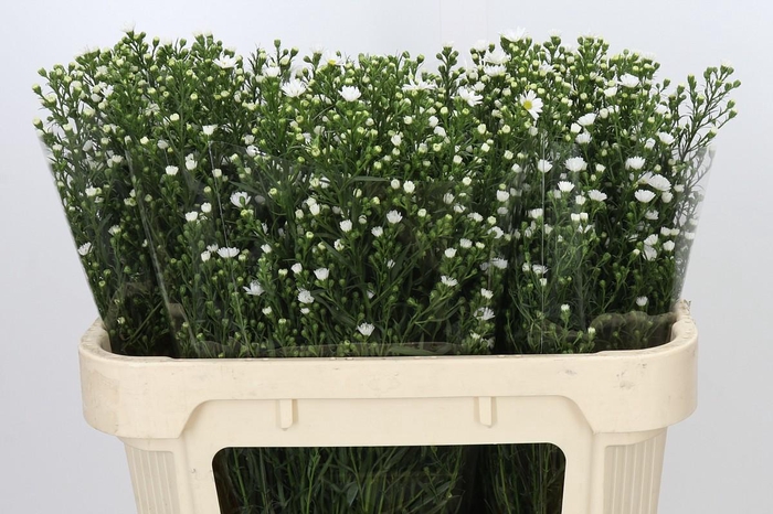 <h4>Aster Paquita</h4>