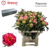 Paeonia 'Coral Sunset' Big Box 80
