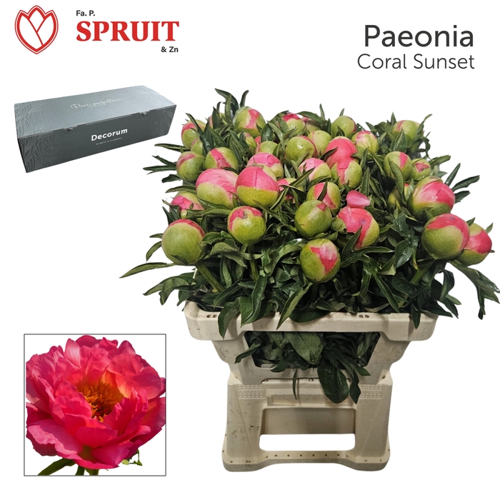 <h4>Paeonia 'Coral Sunset' Big Box 80</h4>