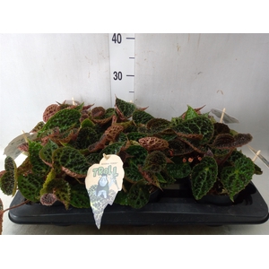 Begonia BD ferox
