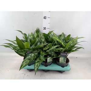 Aglaonema  'Maria'