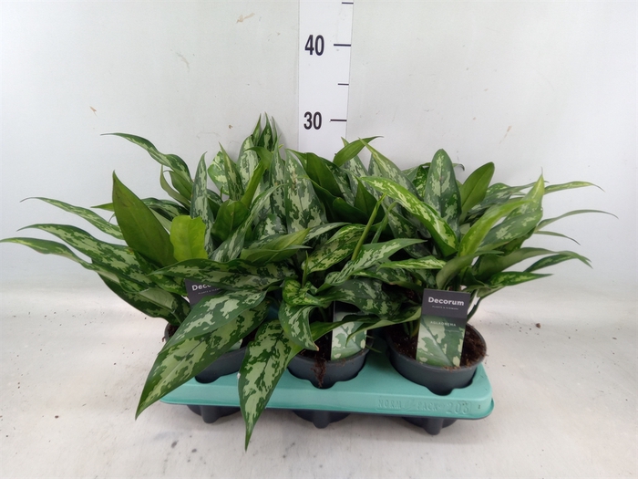 <h4>Aglaonema  'Maria'</h4>