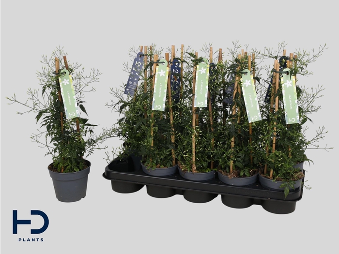 <h4>JASM POLYANTHUM WIT</h4>