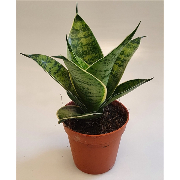 <h4>Sansevieria Hahnii 6 cm Silver Hahnii(Decorum)</h4>