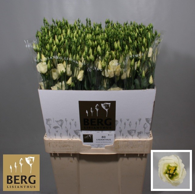 Lisianthus Piccolo Yellow