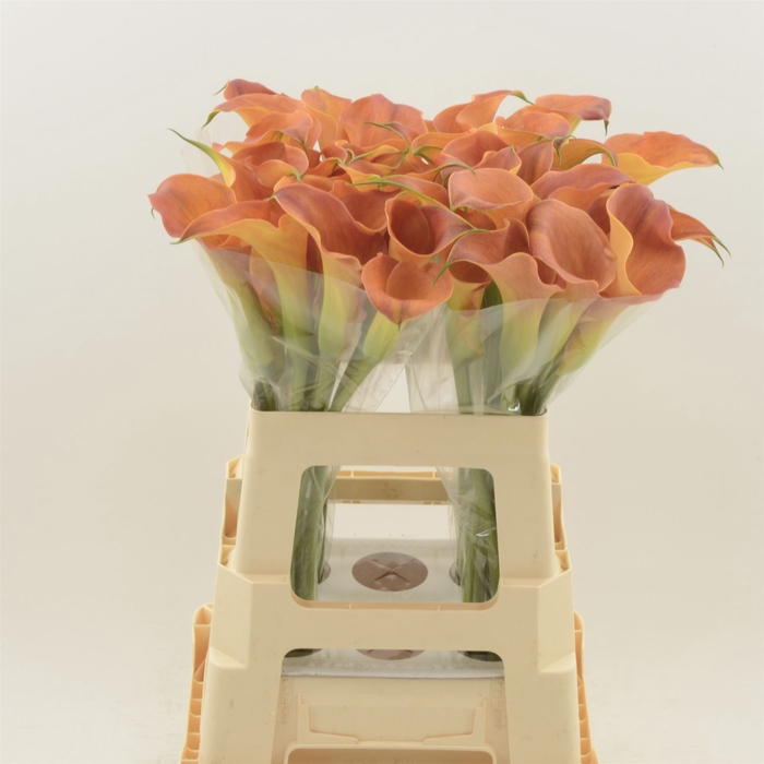 <h4>Calla Sunset Passion</h4>