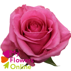 R Gr Tabatha Pink 60cm CO
