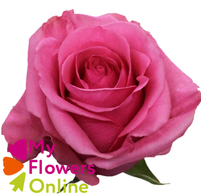 <h4>R Gr Tabatha Pink 60cm CO</h4>
