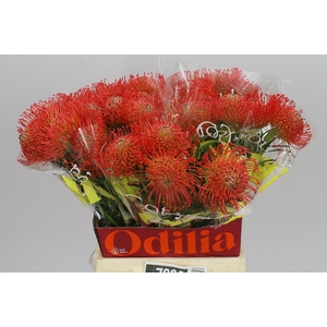 Leucospermum Succession