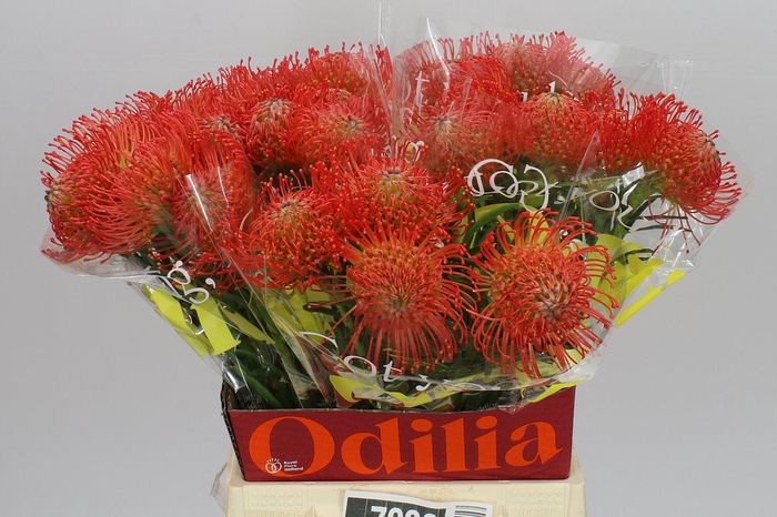 <h4>Leucospermum Succession</h4>