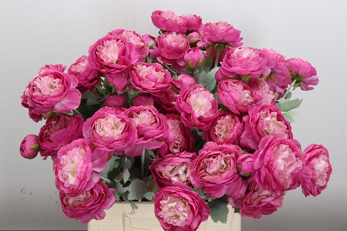 <h4>Deco Stem Ranunculus Cyclame X5</h4>