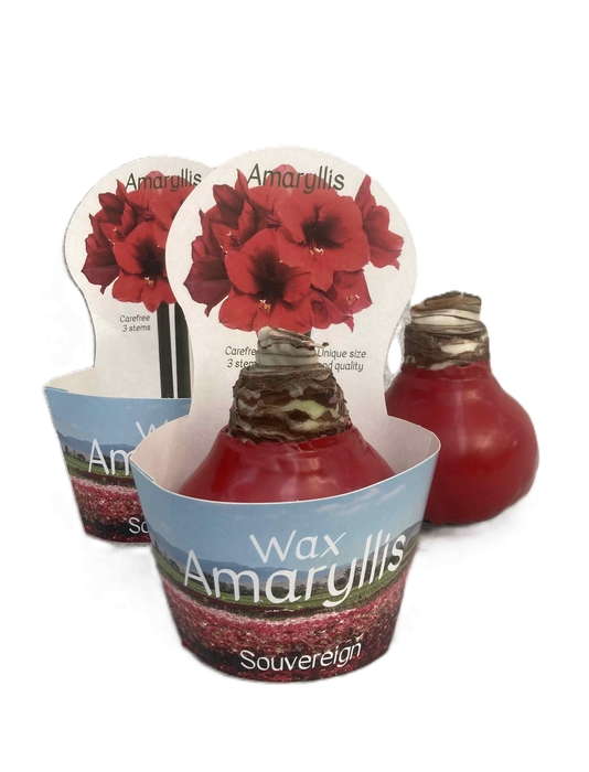 <h4>HIPPEASTRUM-HYBRID P14</h4>