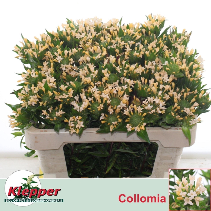 <h4>COLLOMIA GRANDIFLORA COLLOMIA GRAND</h4>