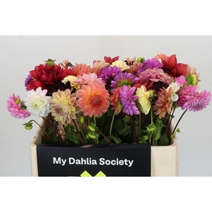 Dahlia   ...mix in fust