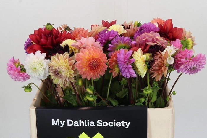 <h4>Dahlia   ...mix in fust</h4>