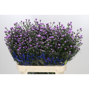 Aster Astee Karmijn