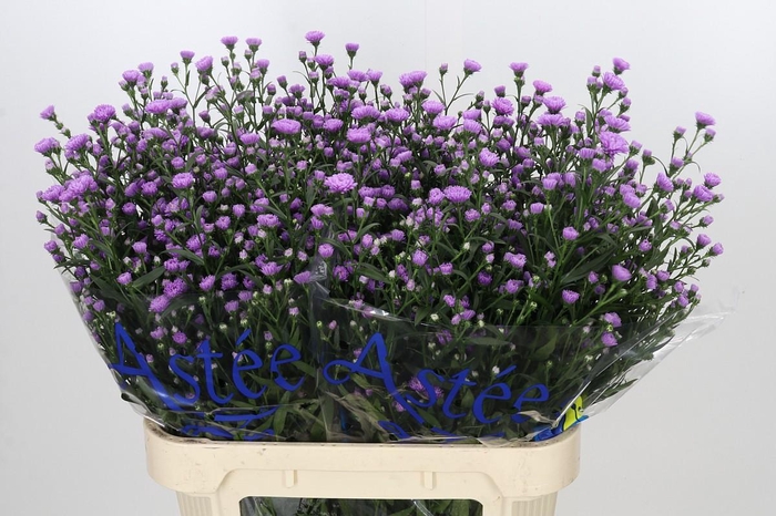<h4>Aster Astee Karmijn</h4>