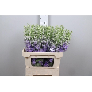 Delph Du Aurora Lavender