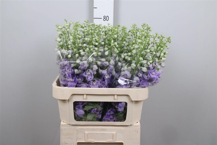 <h4>Delph Du Aurora Lavender</h4>