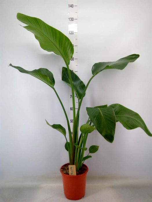 <h4>Strelitzia nicolai</h4>