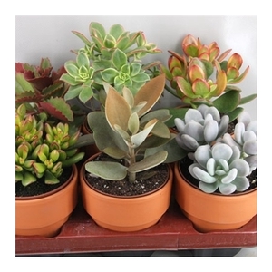 15 Rozenpot vet 12 cm