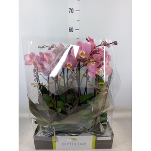 Phalaenopsis  'Ant Padova'