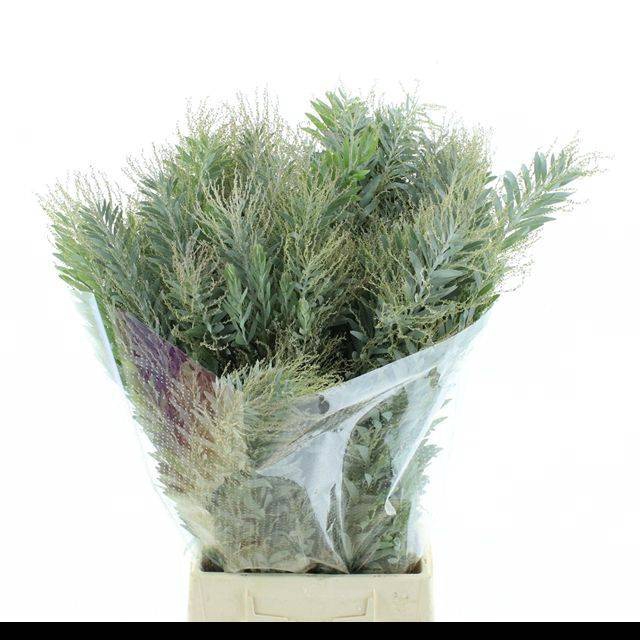 <h4>ACACIA BL CL LUNE BS</h4>