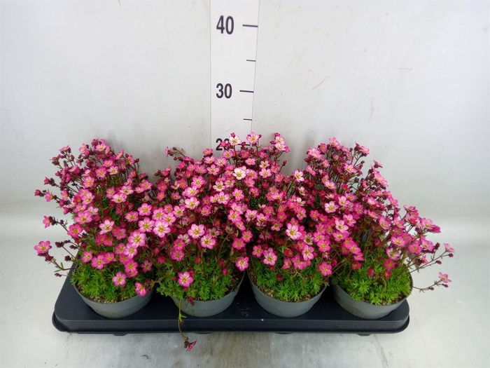 <h4>Saxifraga arend.</h4>