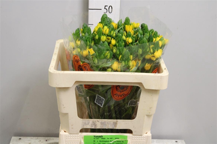 <h4>Ornit Db Yellow Asa</h4>