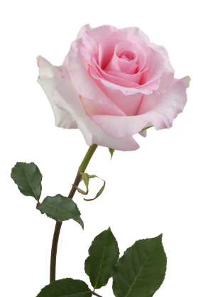 <h4>Rosa Premium Christa</h4>