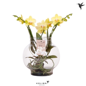Kolibri Orchids Phalaenopsis Roots yellow in glas bowl transpara
