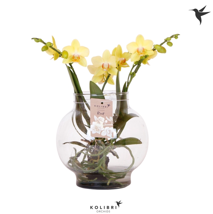 <h4>Kolibri Orchids Phalaenopsis Roots yellow in glas bowl transpara</h4>