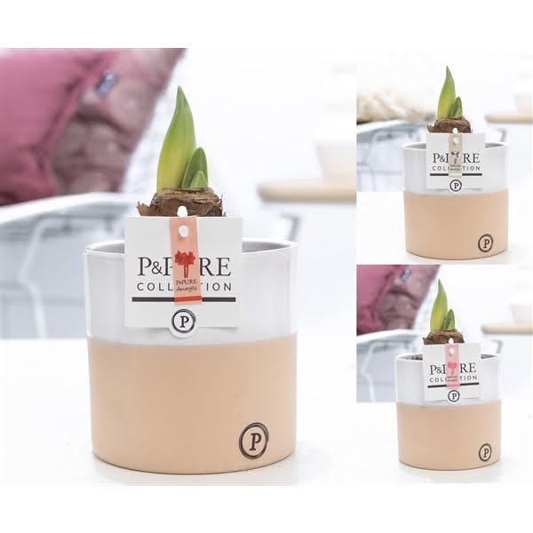 <h4>Hippeastrum mix in P&PURE Rosy ceramics</h4>