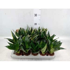 Sansevieria trifa. 'Hahnii'