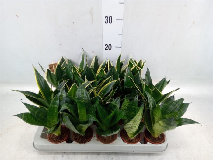 <h4>Sansevieria trifa. 'Hahnii'</h4>