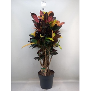 Codiaeum var. KL 'Mrs Iceton'