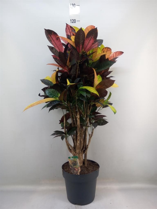 <h4>Codiaeum var. KL 'Mrs Iceton'</h4>