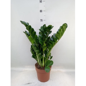 Zamioculcas zamiifolia 'Midori'