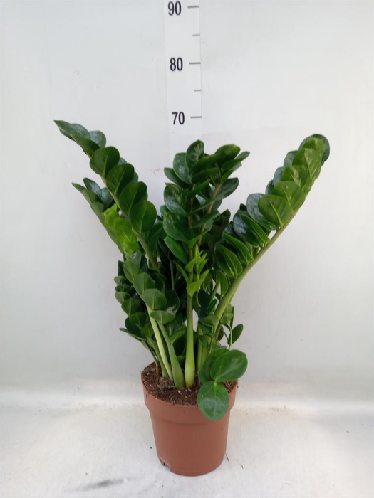 <h4>Zamioculcas zamiifolia 'Midori'</h4>
