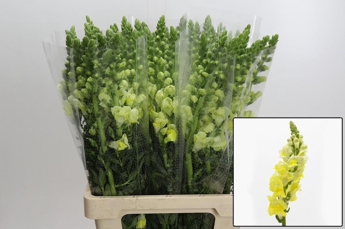 <h4>ANTIR POTO YELLOW</h4>