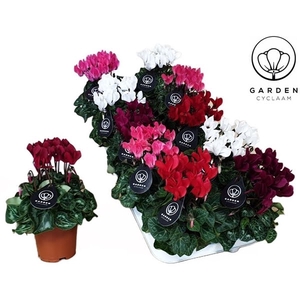 Cyclamen GARDEN MIX10GTS