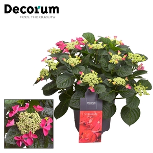 Hydrangea Black Diamonds Dark Angel
