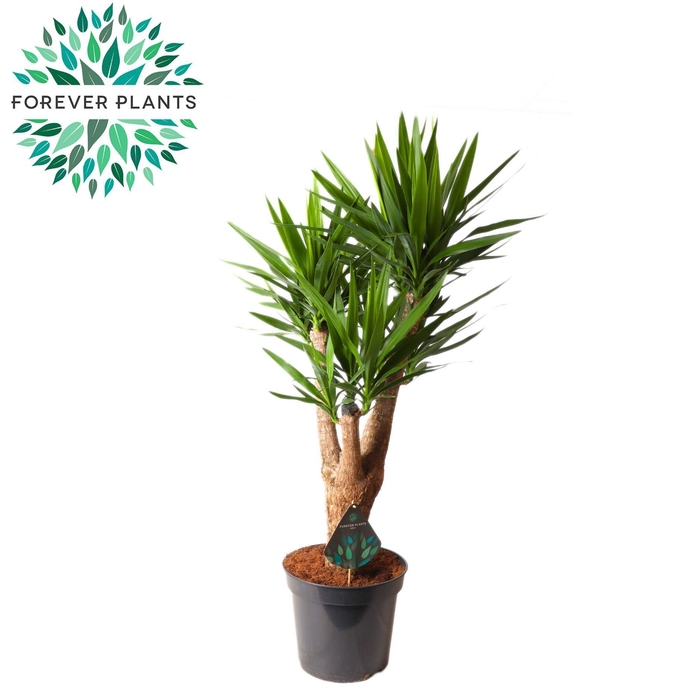 <h4>Yucca Vertakt 3/4 armen p35</h4>