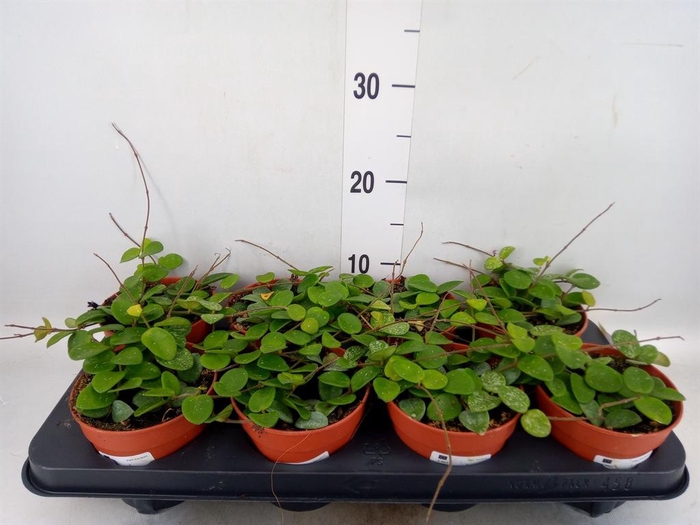 <h4>Hoya 'Mathilde'</h4>