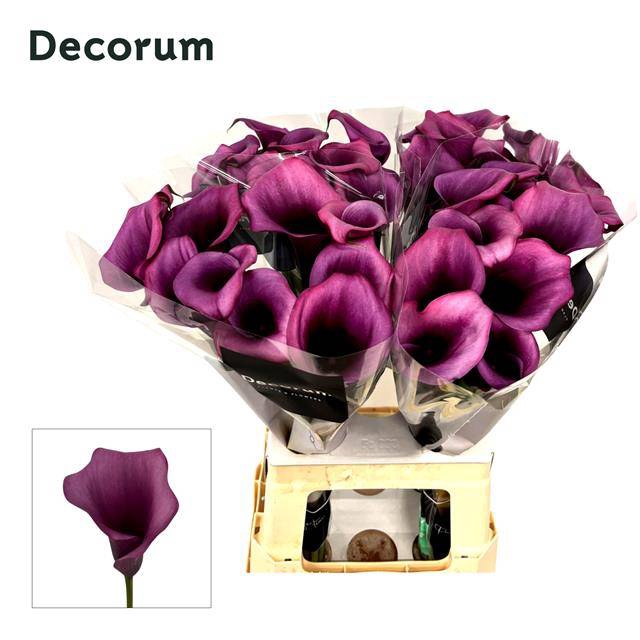 <h4>Zantedeschia durban</h4>