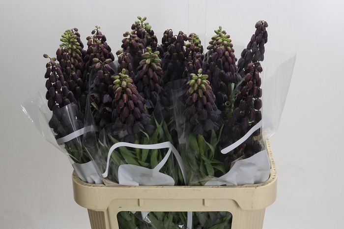 <h4>Fritillaria Persica</h4>