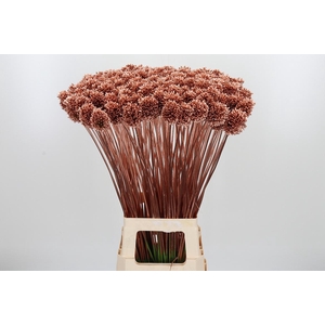 Allium Sphaero Kl Bh Koper