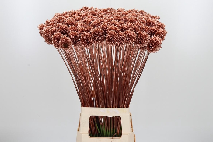 <h4>Allium Sphaero Kl Bh Koper</h4>
