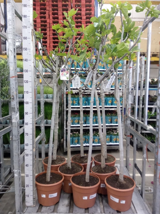 <h4>Ficus carica</h4>